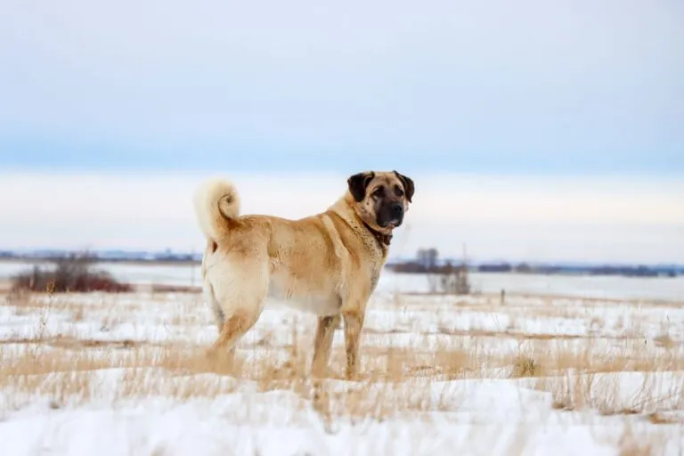 Kangal Hirtenhund